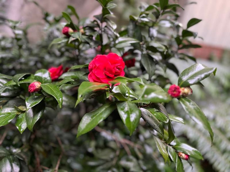 瑯嬛書屋十週年